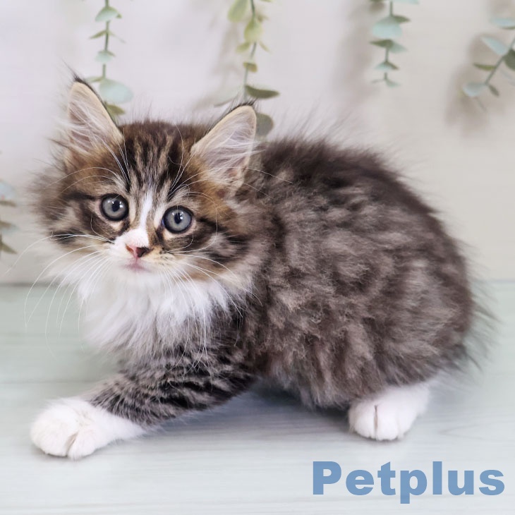 熊本県のノルウェージャンフォレストキャット (ペットプラス 熊本店/2025年9月13日生まれ/女の子/シルバーマッカレルタビーホワイト)の子猫の2枚目の画像