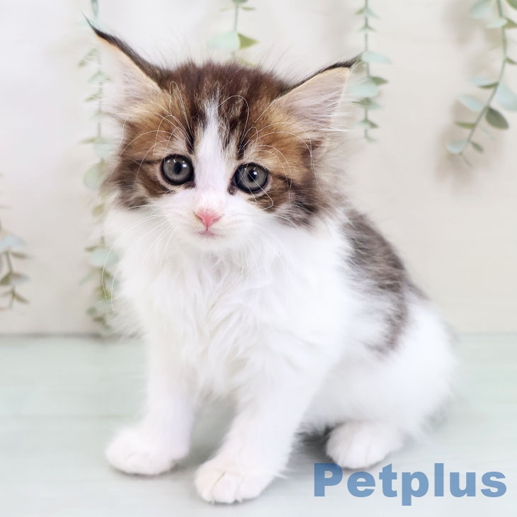 ノルウェージャンフォレストキャットの写真1