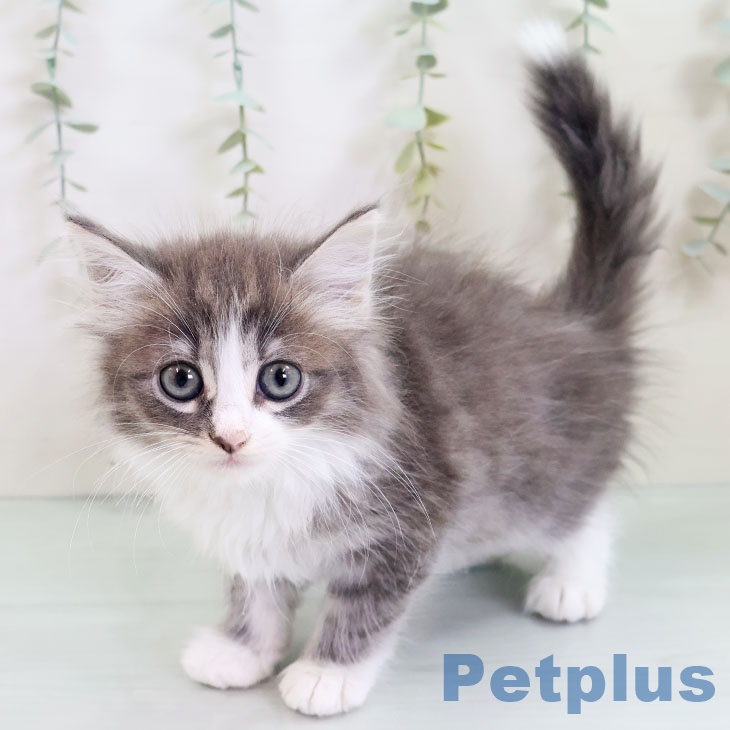 ノルウェージャンフォレストキャット