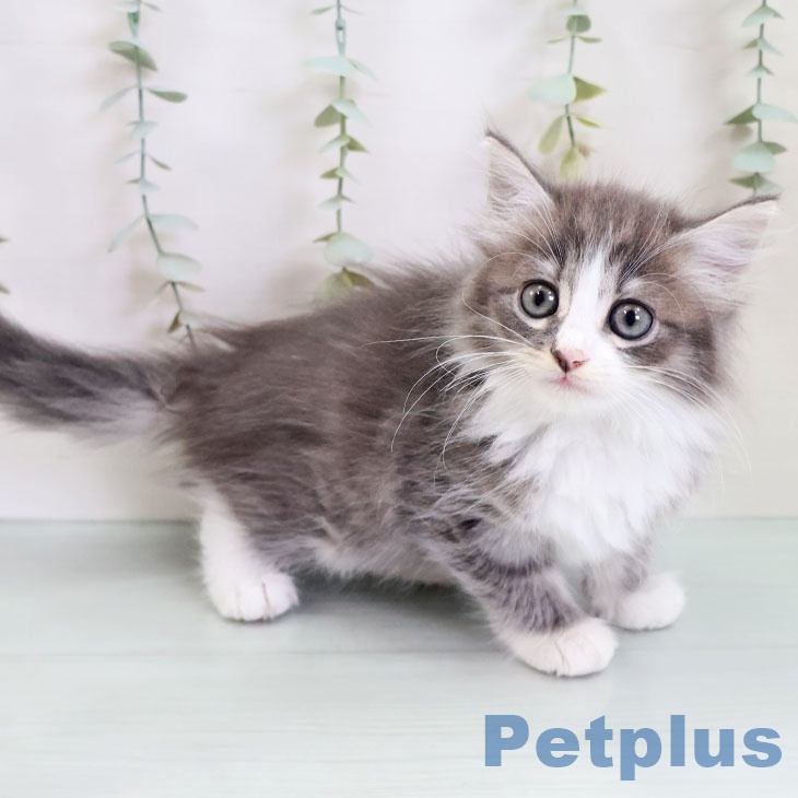 ノルウェージャンフォレストキャット