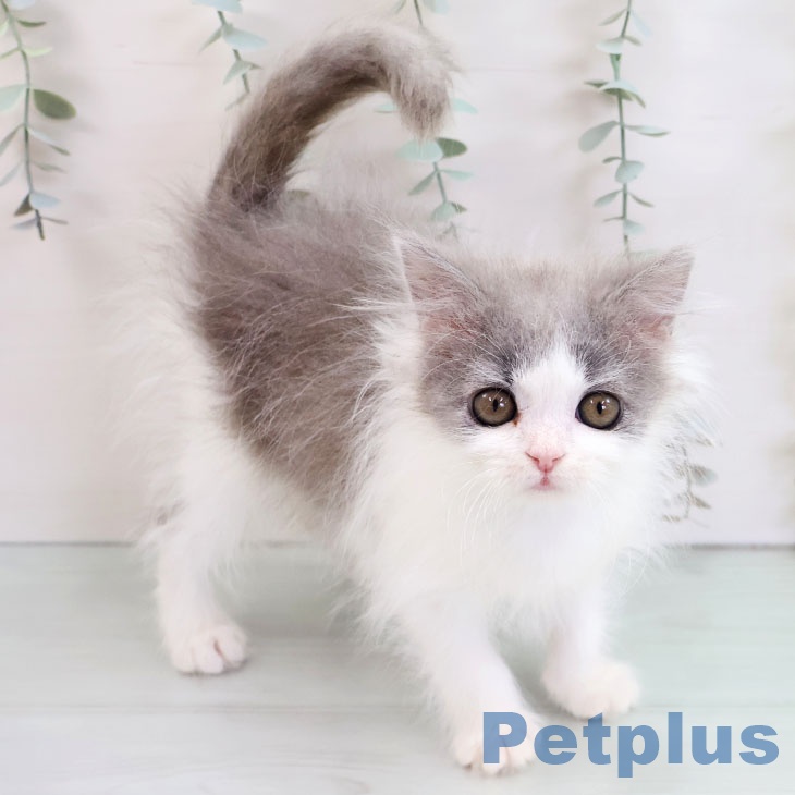 ブリティッシュロングヘア