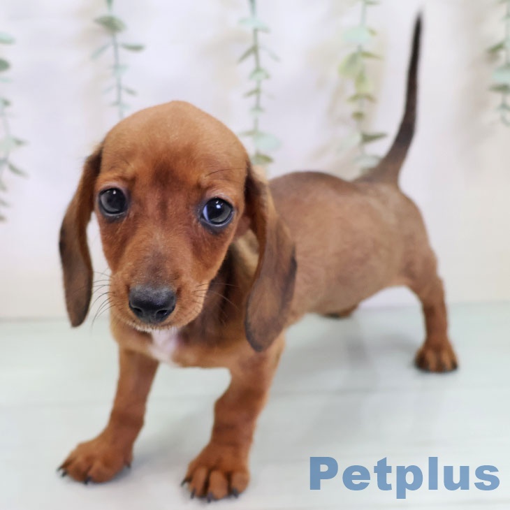 カニーンヘン・ダックスフンド