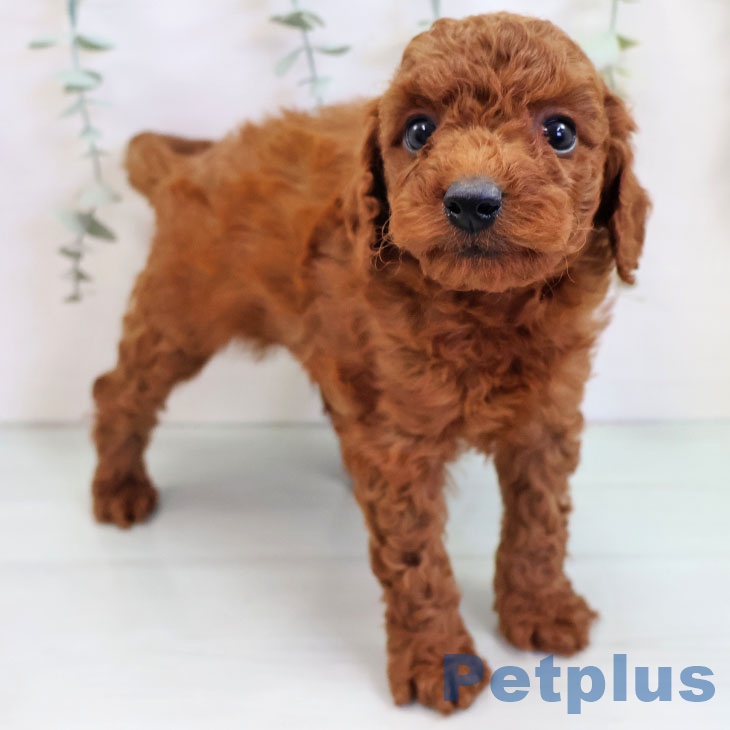 沖縄県のトイプードル(トイ) (ペットプラス 沖縄ライカム店/2025年9月17日生まれ/男の子/レッド)の子犬の2枚目の画像