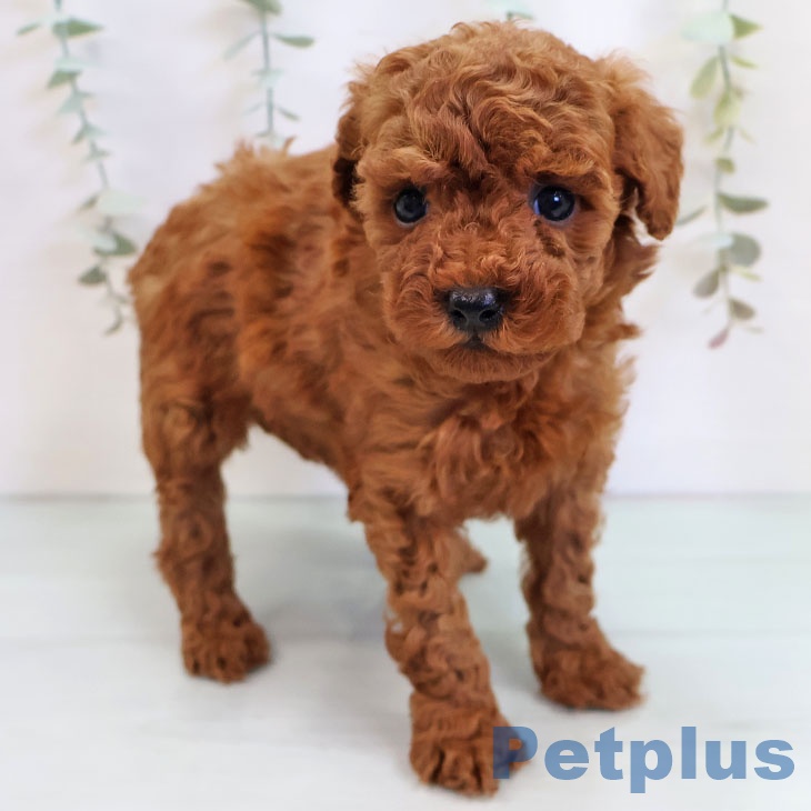 長崎県のトイプードル(トイ) (ペットプラス 長崎店/2025年9月17日生まれ/女の子/レッド)の子犬の1枚目の画像