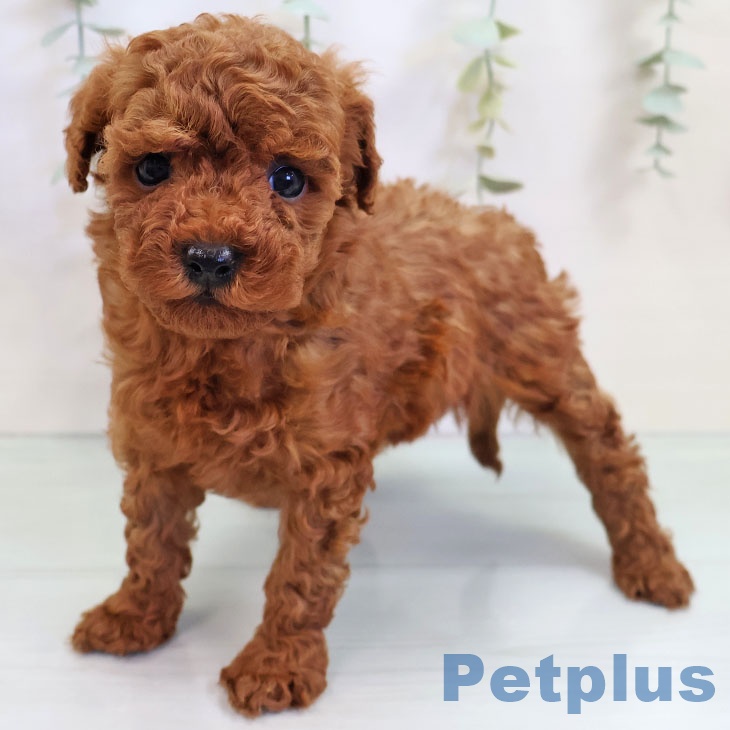 長崎県のトイプードル(トイ) (ペットプラス 長崎店/2025年9月17日生まれ/女の子/レッド)の子犬の2枚目の画像