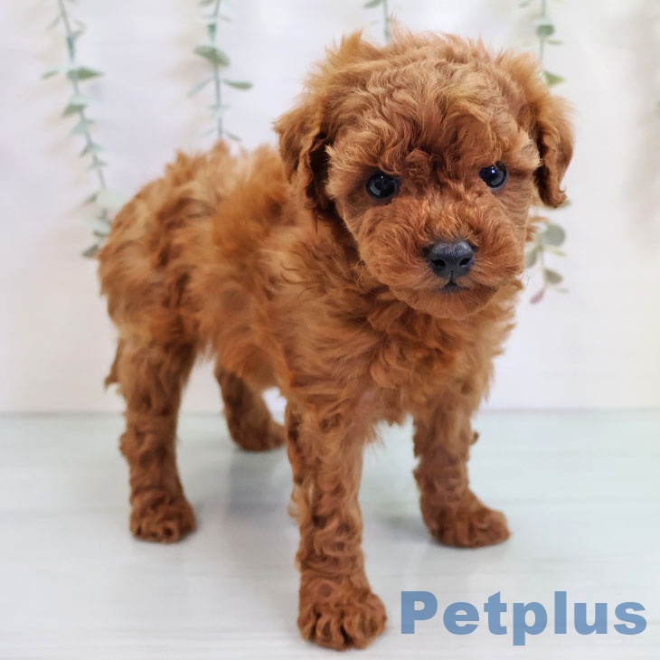 鹿児島県のトイプードル(トイ) (ペットプラス 姶良店/2025年9月17日生まれ/女の子/レッド)の子犬の2枚目の画像