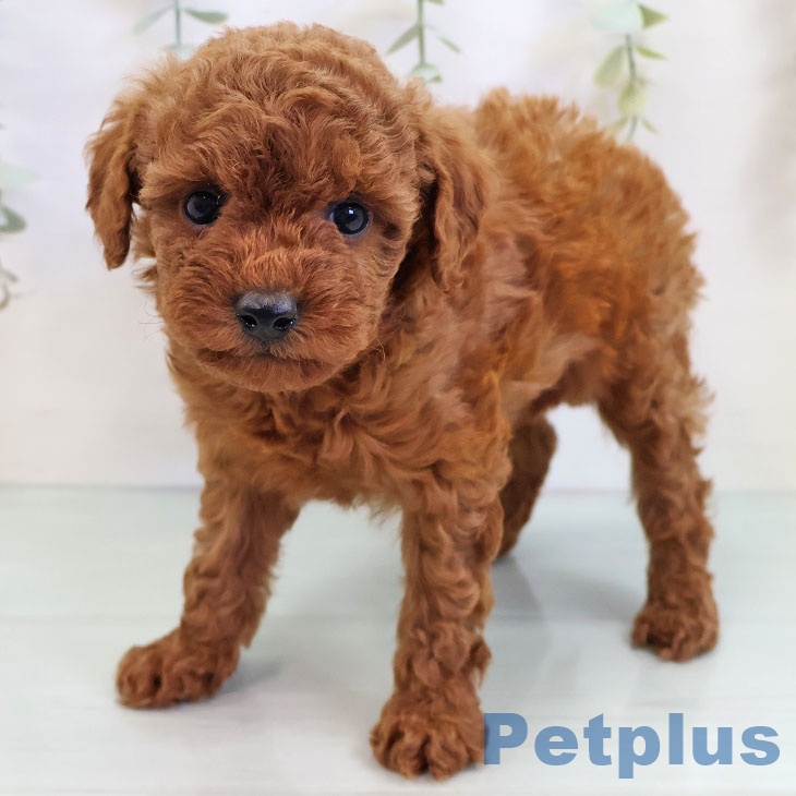 福岡県のトイプードル(トイ) (ペットプラス 香椎浜店/2025年9月17日生まれ/女の子/レッド)の子犬の1枚目の画像