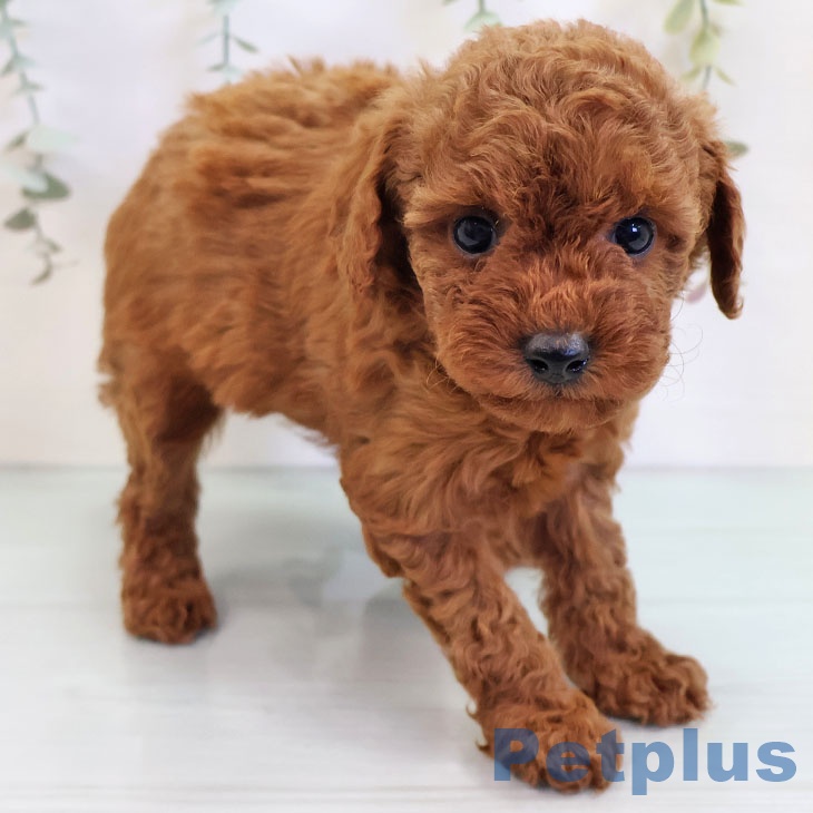 福岡県のトイプードル(トイ) (ペットプラス 香椎浜店/2025年9月17日生まれ/女の子/レッド)の子犬の2枚目の画像