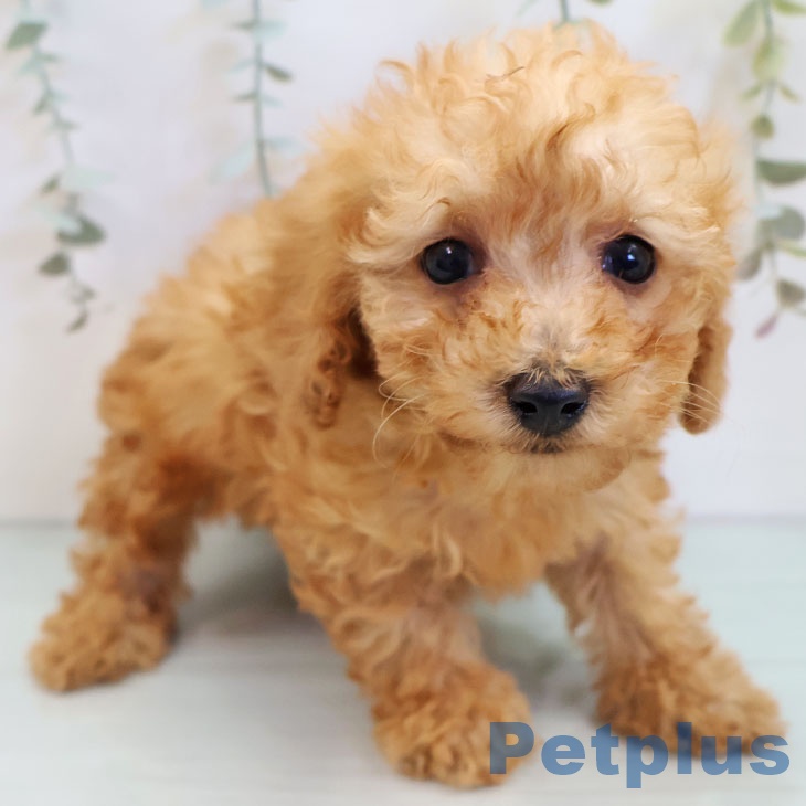 福岡県のトイプードル(トイ) (ペットプラス 黒崎店/2025年9月17日生まれ/男の子/アプリコット)の子犬の1枚目の画像