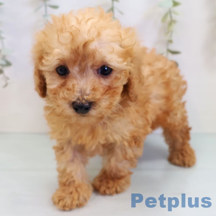 福岡県のトイプードル(トイ) (ペットプラス 黒崎店/2025年9月17日生まれ/男の子/アプリコット)の子犬の2枚目の画像