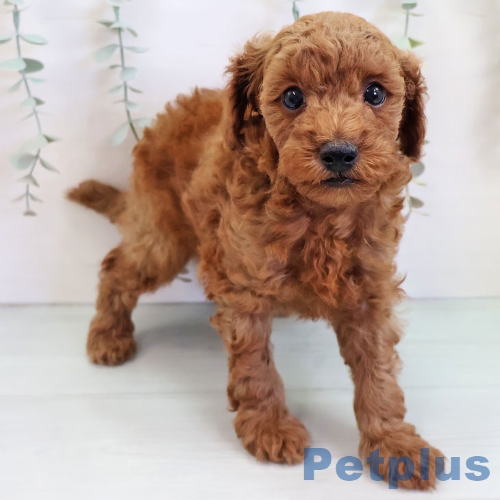 宮崎県のトイプードル(トイ) (ペットプラス 宮崎店/2025年9月17日生まれ/男の子/レッド)の子犬の1枚目の画像