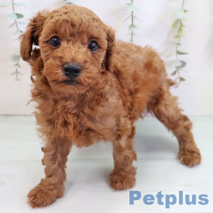 宮崎県のトイプードル(トイ) (ペットプラス 宮崎店/2025年9月17日生まれ/男の子/レッド)の子犬の2枚目の画像