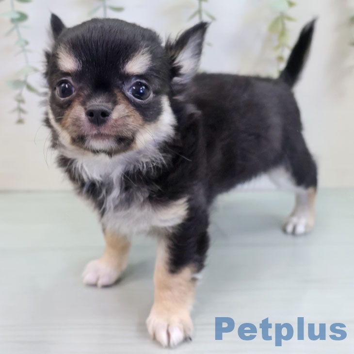 沖縄県のチワワ(ロング) (ペットプラス 沖縄ライカム店/2025年9月6日生まれ/男の子/ブラックタンホワイト)の子犬の1枚目の画像