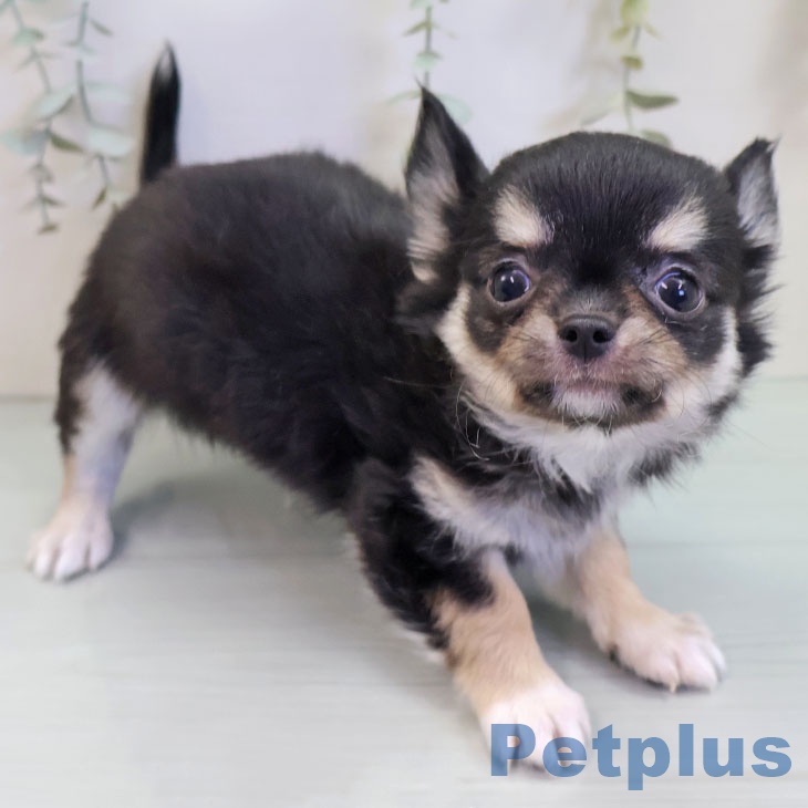 沖縄県のチワワ(ロング) (ペットプラス 沖縄ライカム店/2025年9月6日生まれ/男の子/ブラックタンホワイト)の子犬の2枚目の画像