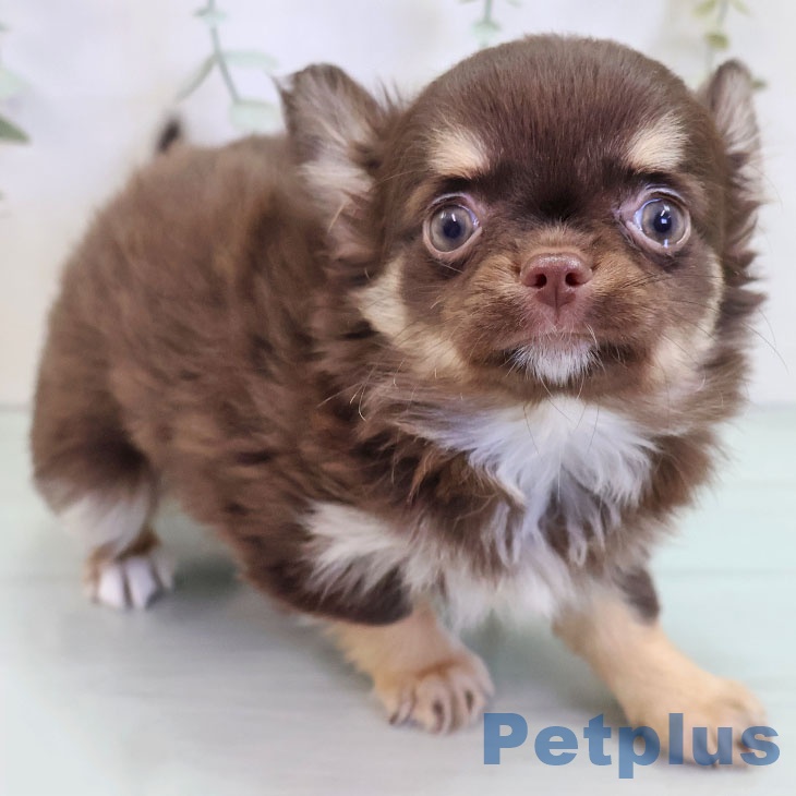 長崎県のチワワ(ロング) (ペットプラス 長崎店/2025年9月6日生まれ/女の子/チョコレートタンホワイト)の子犬の2枚目の画像