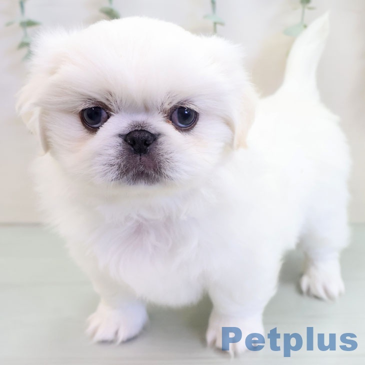 福岡県のペキニーズ (ペットプラス 八幡東店/2025年9月17日生まれ/男の子/ホワイト)の子犬