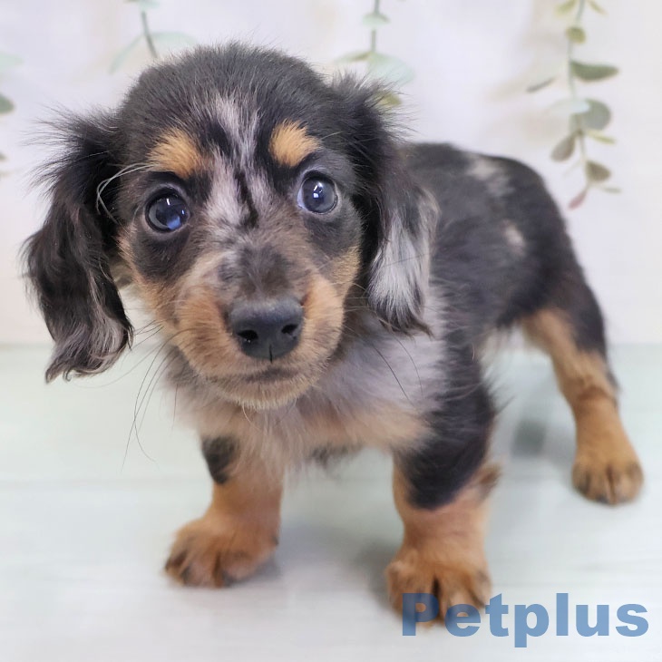 福岡県のミニチュアダックスフンド(ロング) (ペットプラス 福岡伊都店/2025年9月9日生まれ/男の子/シルバーダップル)の子犬の1枚目の画像