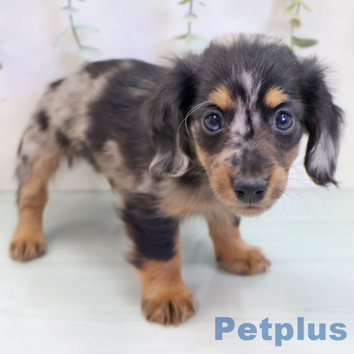 福岡県のミニチュアダックスフンド(ロング) (ペットプラス 福岡伊都店/2025年9月9日生まれ/男の子/シルバーダップル)の子犬の2枚目の画像
