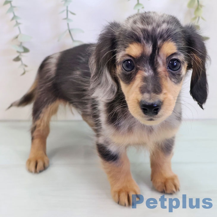 宮崎県のミニチュアダックスフンド(ロング) (ペットプラス 宮崎店/2025年9月9日生まれ/女の子/シルバーダップル)の子犬の1枚目の画像