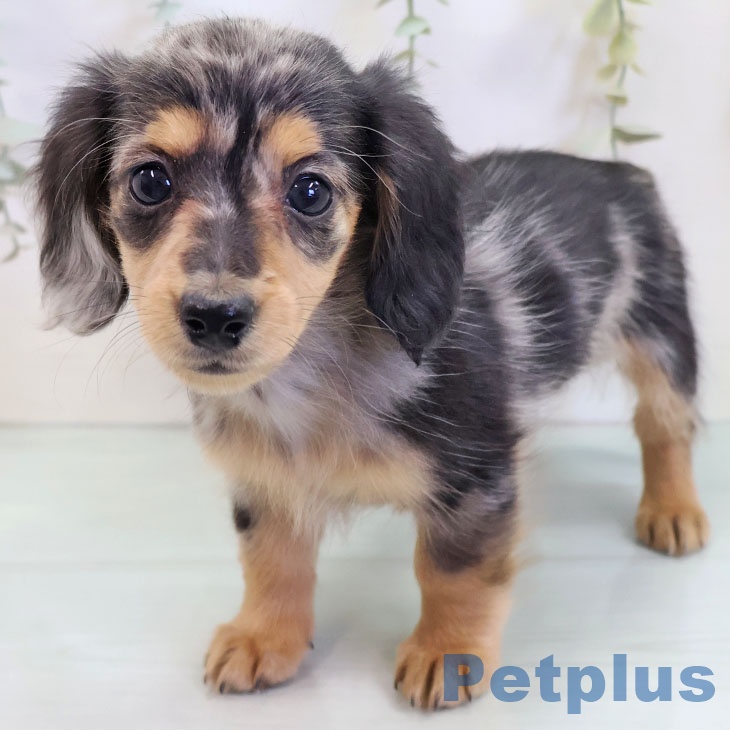 宮崎県のミニチュアダックスフンド(ロング) (ペットプラス 宮崎店/2025年9月9日生まれ/女の子/シルバーダップル)の子犬の2枚目の画像