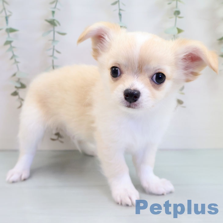 福岡県のチワワ(ロング) (ペットプラス ららぽーと福岡店/2025年9月16日生まれ/男の子/クリームホワイト)の子犬の1枚目の画像