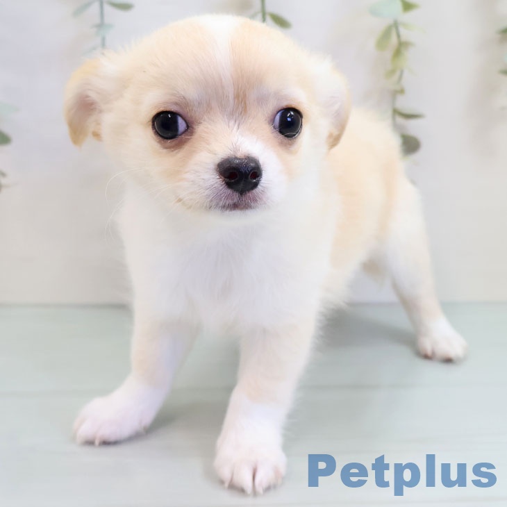 福岡県のチワワ(ロング) (ペットプラス ららぽーと福岡店/2025年9月16日生まれ/男の子/クリームホワイト)の子犬の2枚目の画像