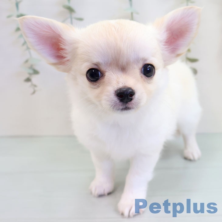 沖縄県のチワワ(ロング) (ペットプラス 沖縄ライカム店/2025年9月16日生まれ/男の子/クリームホワイト)の子犬の1枚目の画像