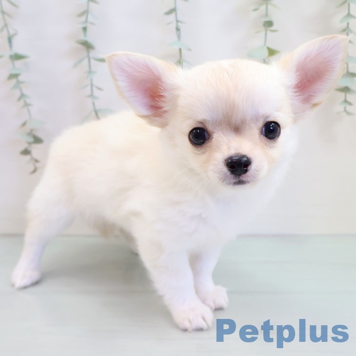 沖縄県のチワワ(ロング) (ペットプラス 沖縄ライカム店/2025年9月16日生まれ/男の子/クリームホワイト)の子犬の2枚目の画像