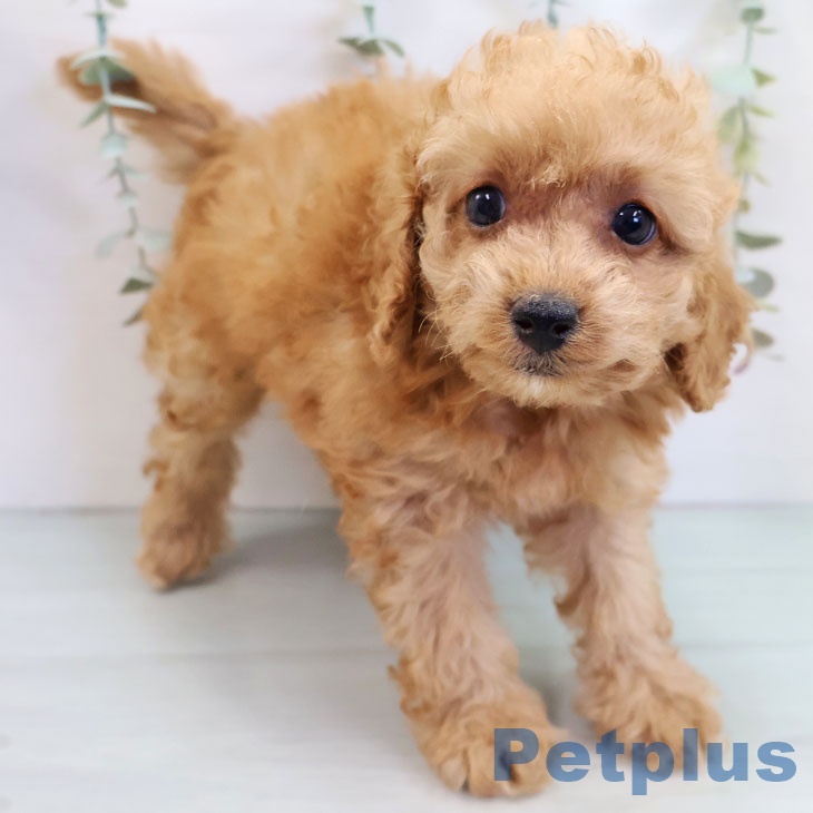 福岡県のトイプードル(トイ) (ペットプラス 福岡店/2025年9月15日生まれ/女の子/アプリコット)の子犬の1枚目の画像