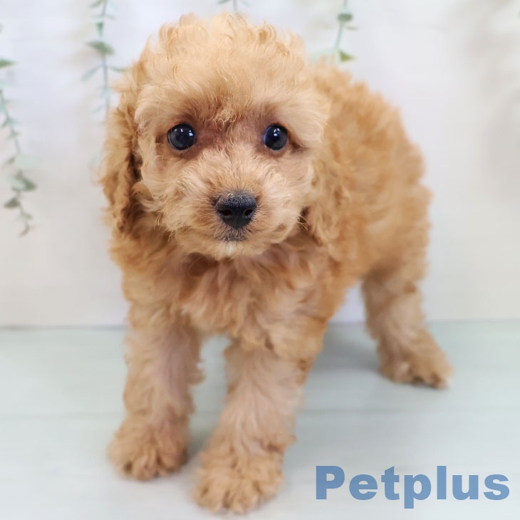 福岡県のトイプードル(トイ) (ペットプラス 福岡店/2025年9月15日生まれ/女の子/アプリコット)の子犬の2枚目の画像