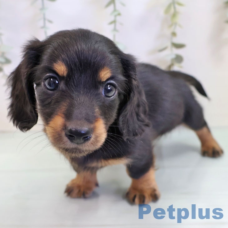福岡県のミニチュアダックスフンド(ロング) (ペットプラス ららぽーと福岡店/2025年9月17日生まれ/男の子/ブラックタン)の子犬の1枚目の画像