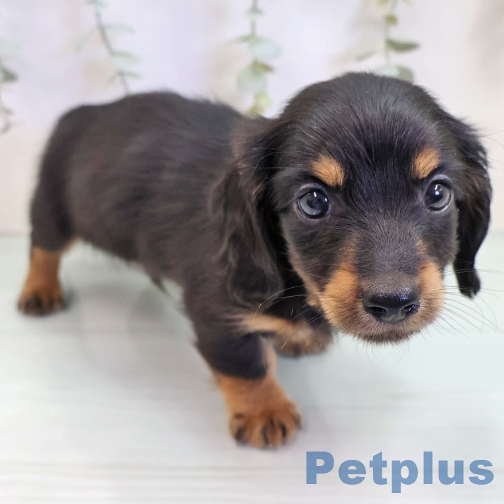 福岡県のミニチュアダックスフンド(ロング) (ペットプラス ららぽーと福岡店/2025年9月17日生まれ/男の子/ブラックタン)の子犬の2枚目の画像