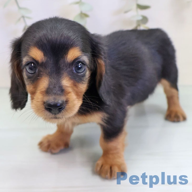 福岡県のミニチュアダックスフンド(ロング) (ペットプラス 八幡東店/2025年9月17日生まれ/女の子/ブラックタン)の子犬の1枚目の画像