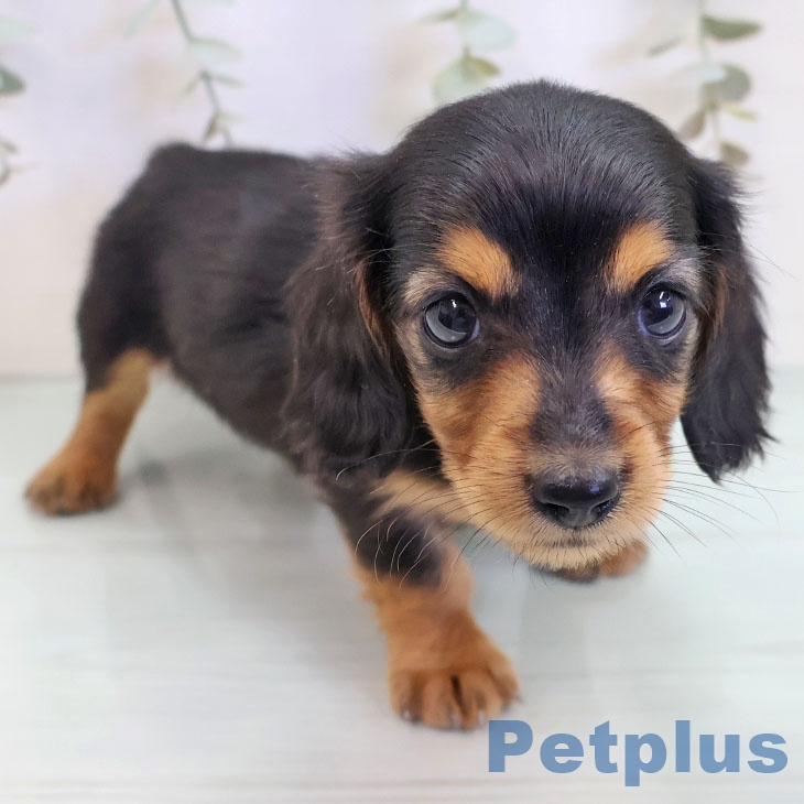福岡県のミニチュアダックスフンド(ロング) (ペットプラス 八幡東店/2025年9月17日生まれ/女の子/ブラックタン)の子犬の2枚目の画像