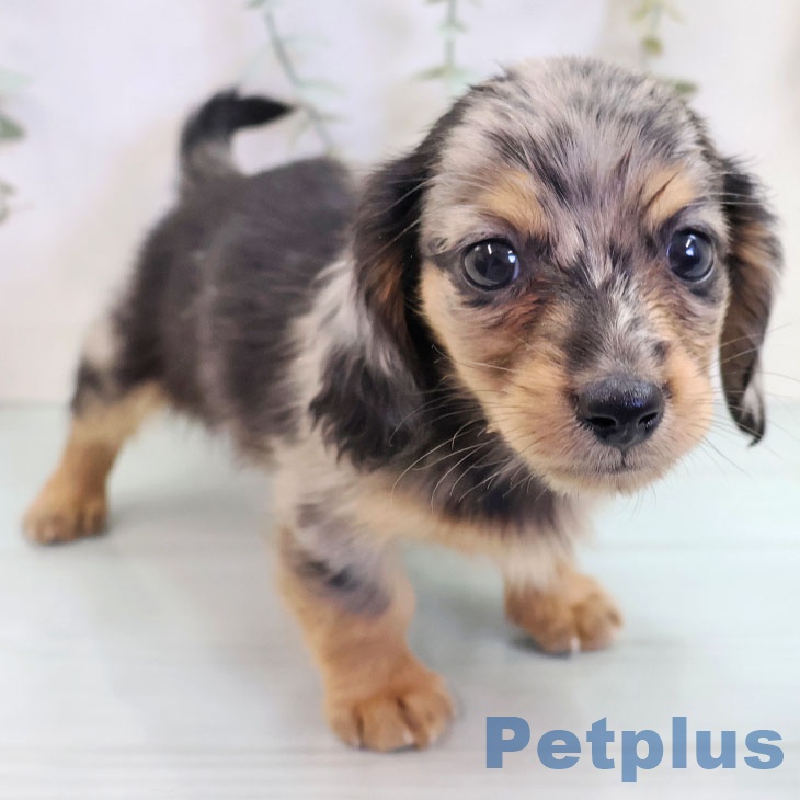 福岡県のミニチュアダックスフンド(ロング) (ペットプラス ららぽーと福岡店/2025年9月17日生まれ/男の子/シルバーダップル)の子犬の1枚目の画像