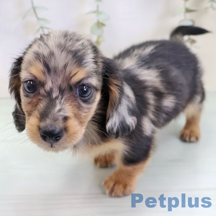 福岡県のミニチュアダックスフンド(ロング) (ペットプラス ららぽーと福岡店/2025年9月17日生まれ/男の子/シルバーダップル)の子犬の2枚目の画像