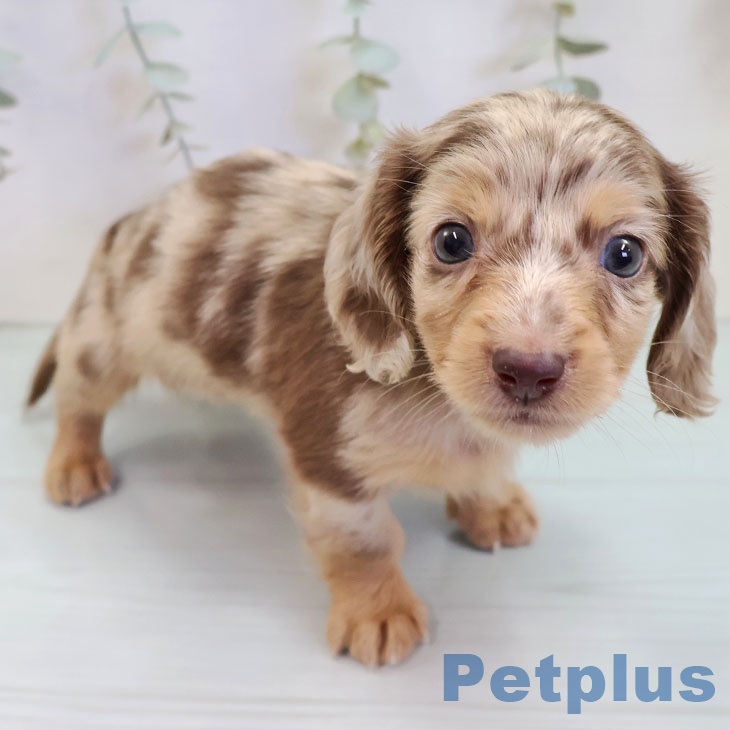 ミニチュア・ダックスフンド