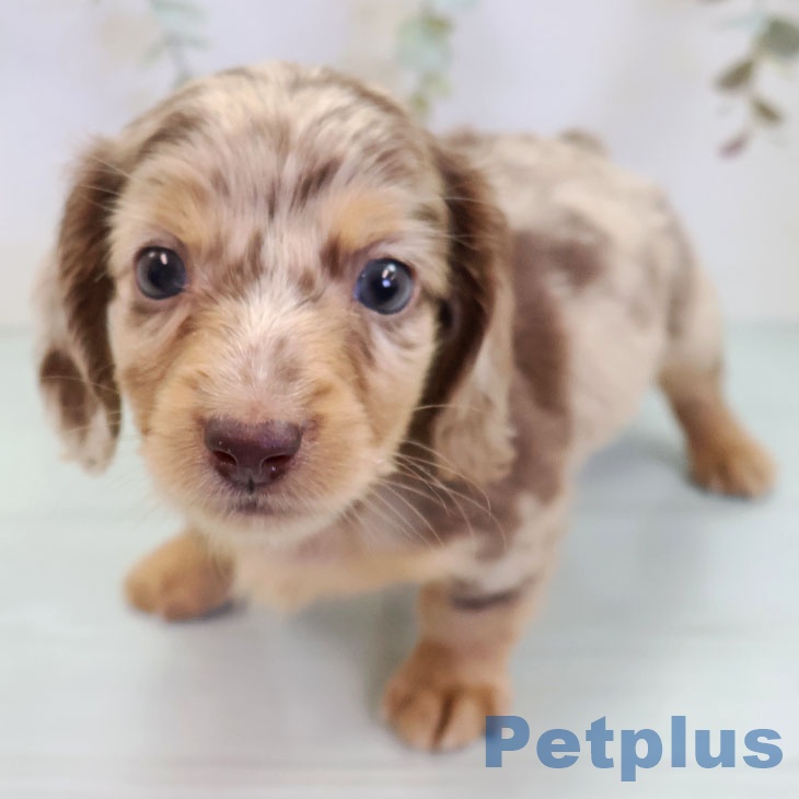 ミニチュア・ダックスフンド