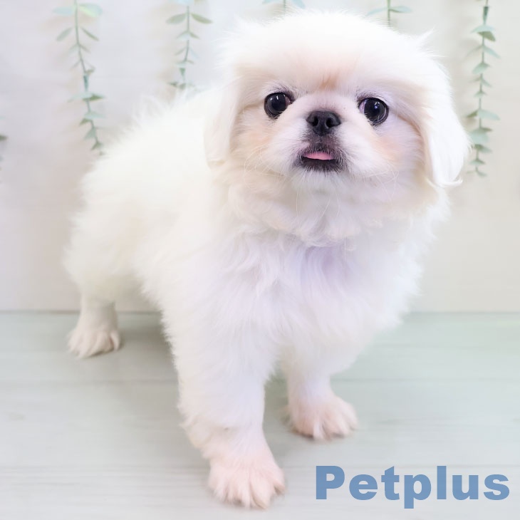 ペキニーズの写真2