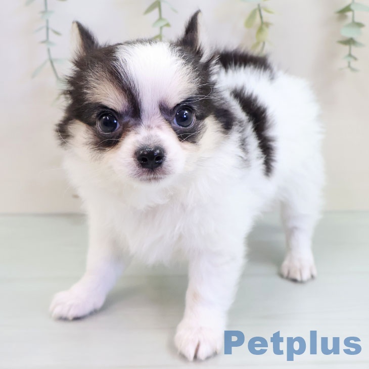 長崎県のチワワ(ロング) (ペットプラス 長崎店/2025年9月17日生まれ/男の子/ホワイトブラックタン)の子犬の1枚目の画像