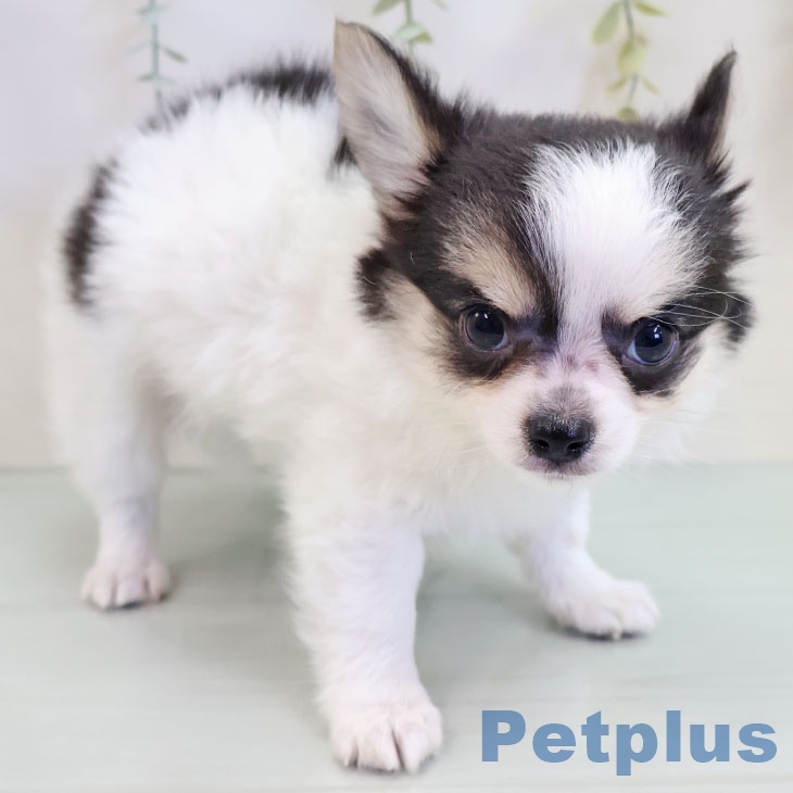 長崎県のチワワ(ロング) (ペットプラス 長崎店/2025年9月17日生まれ/男の子/ホワイトブラックタン)の子犬の2枚目の画像