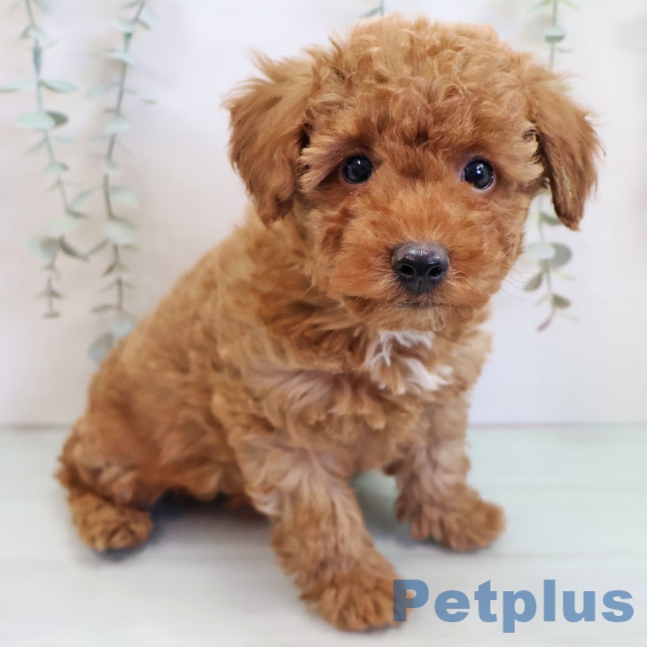 福岡県のトイプードル(トイ) (ペットプラス MARK IS 福岡ももち店/2025年9月17日生まれ/男の子/レッド)の子犬の1枚目の画像