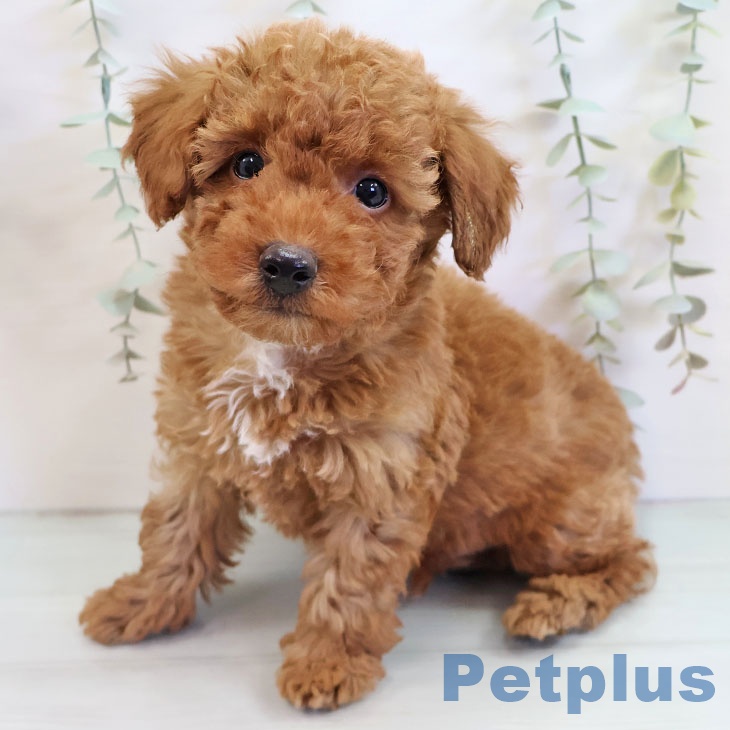 福岡県のトイプードル(トイ) (ペットプラス MARK IS 福岡ももち店/2025年9月17日生まれ/男の子/レッド)の子犬の2枚目の画像