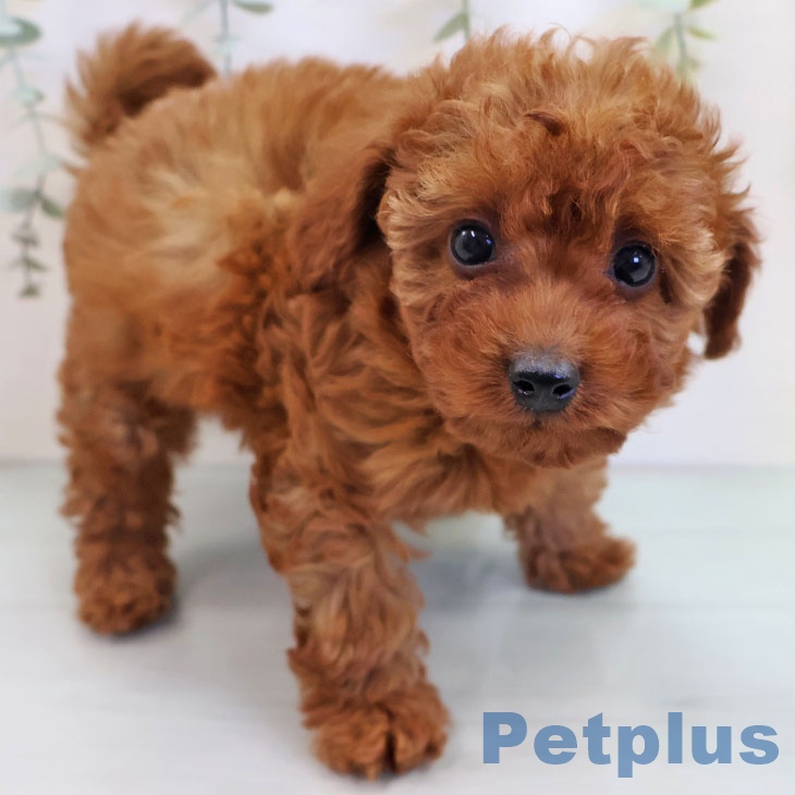 福岡県のトイプードル(トイ) (ペットプラス 八幡東店/2025年9月17日生まれ/女の子/レッド)の子犬の1枚目の画像