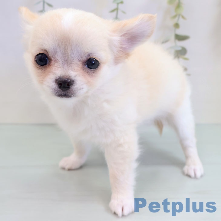 福岡県のチワワ(ロング) (ペットプラス 福岡伊都店/2025年9月17日生まれ/女の子/クリームホワイト)の子犬