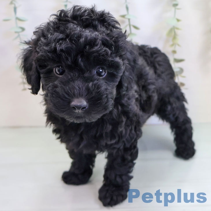 宮崎県のトイプードル(トイ) (ペットプラス 宮崎店/2025年9月18日生まれ/男の子/ブラック)の子犬の1枚目の画像