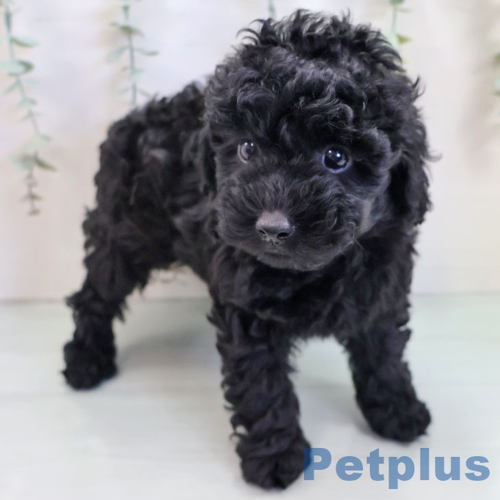 宮崎県のトイプードル(トイ) (ペットプラス 宮崎店/2025年9月18日生まれ/男の子/ブラック)の子犬の2枚目の画像