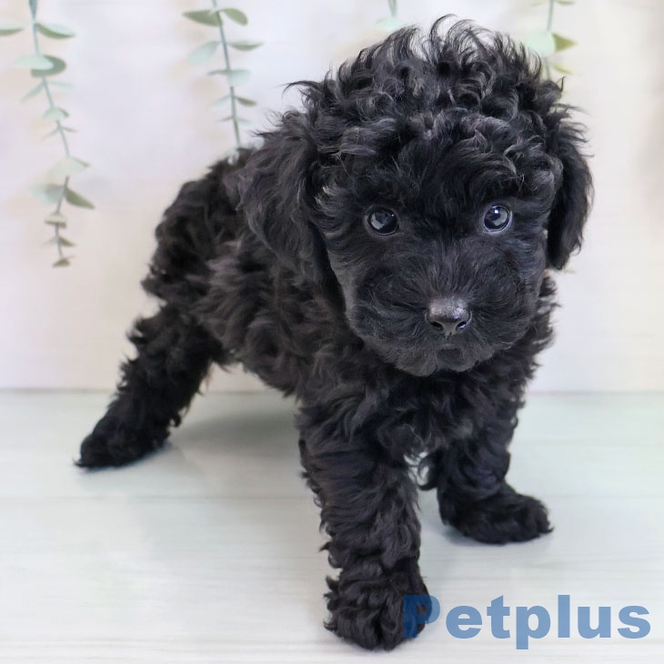 福岡県のトイプードル(トイ) (ペットプラス 香椎浜店/2025年9月18日生まれ/男の子/ブラック)の子犬の1枚目の画像