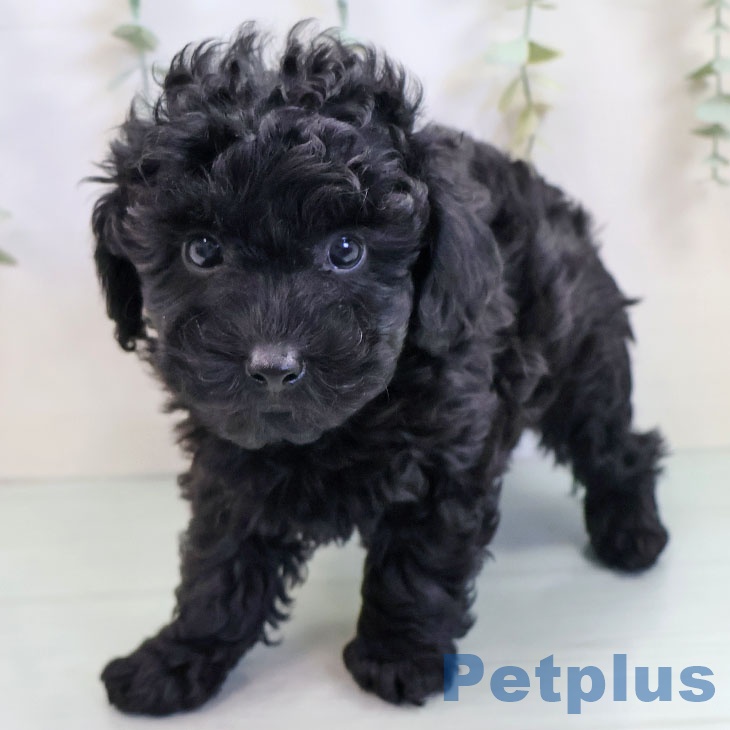 福岡県のトイプードル(トイ) (ペットプラス 香椎浜店/2025年9月18日生まれ/男の子/ブラック)の子犬の2枚目の画像