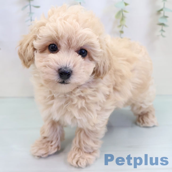 福岡県のトイプードル(トイ) (ペットプラス 八幡東店/2025年9月18日生まれ/男の子/クリーム)の子犬の1枚目の画像